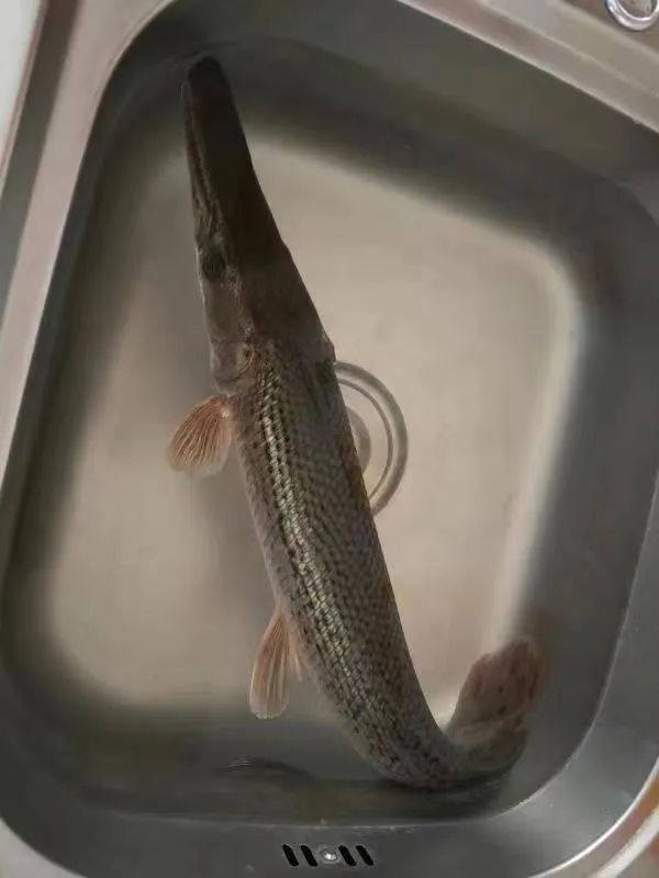DƬ